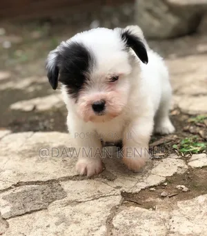 1-3 months Male Purebred Maltese