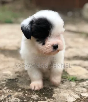 1-3 months Male Purebred Maltese