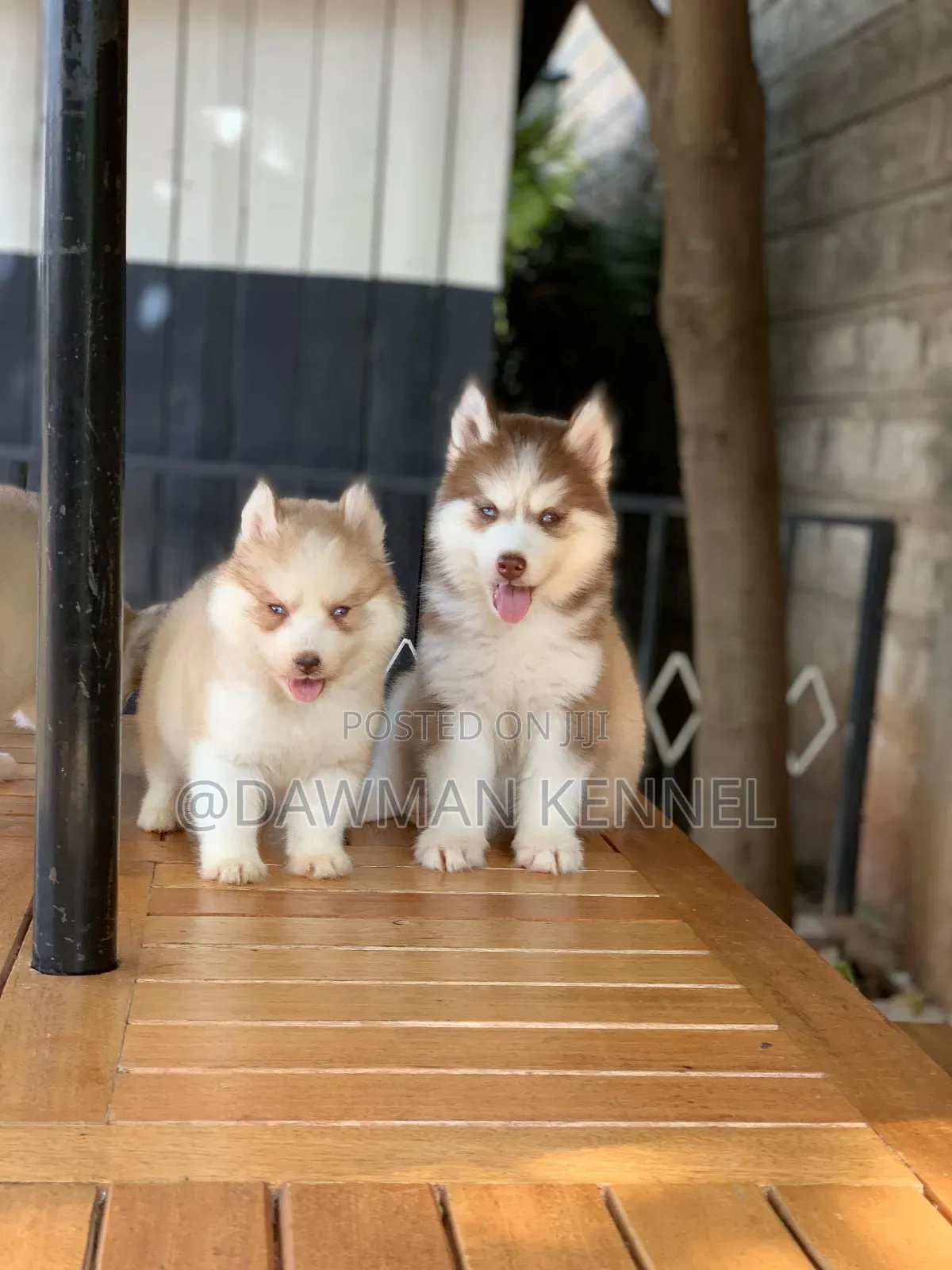 1-3 months Male Purebred Siberian Husky