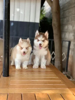 1-3 months Male Purebred Siberian Husky