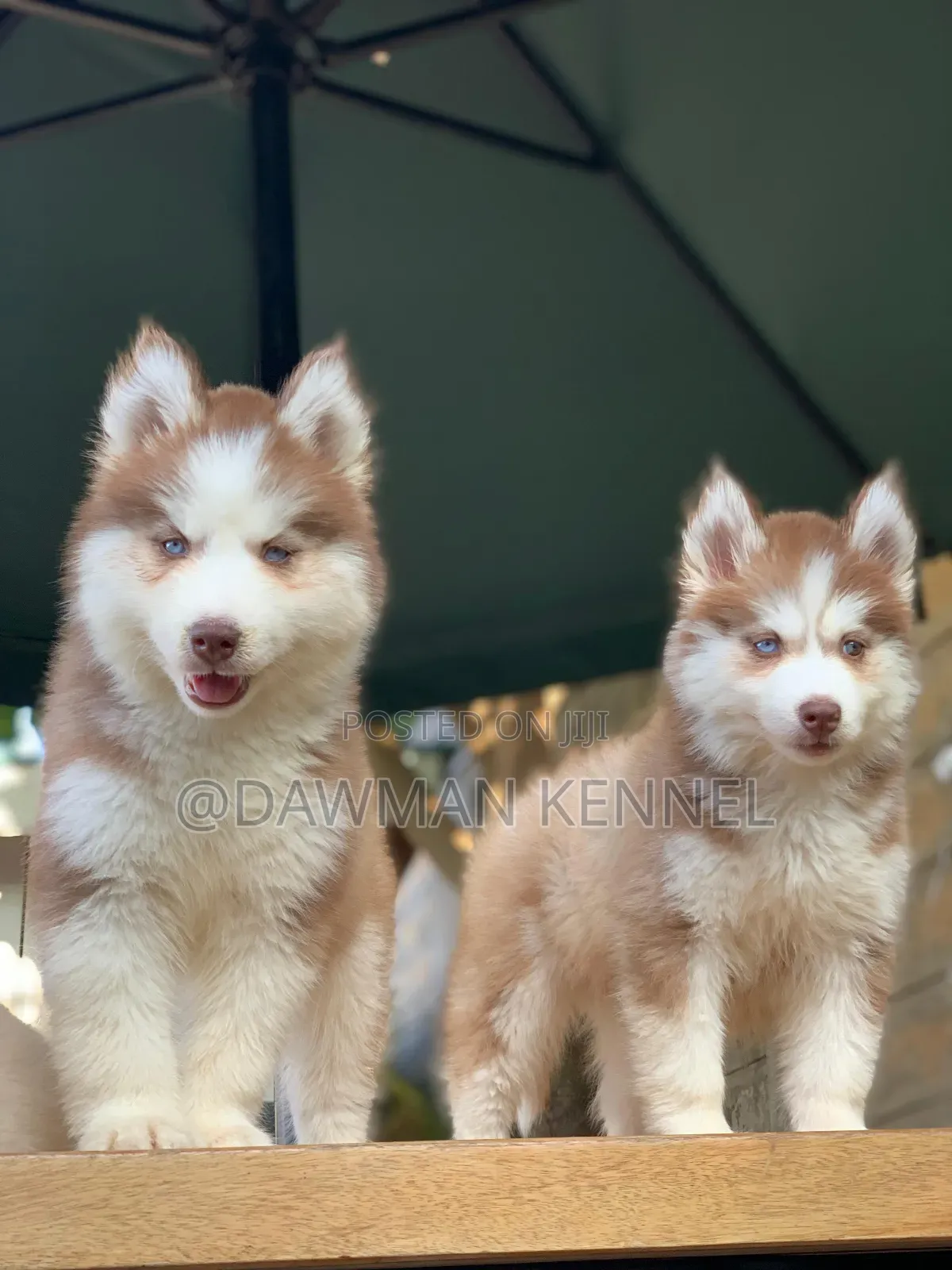 1-3 months Female Purebred Siberian Husky