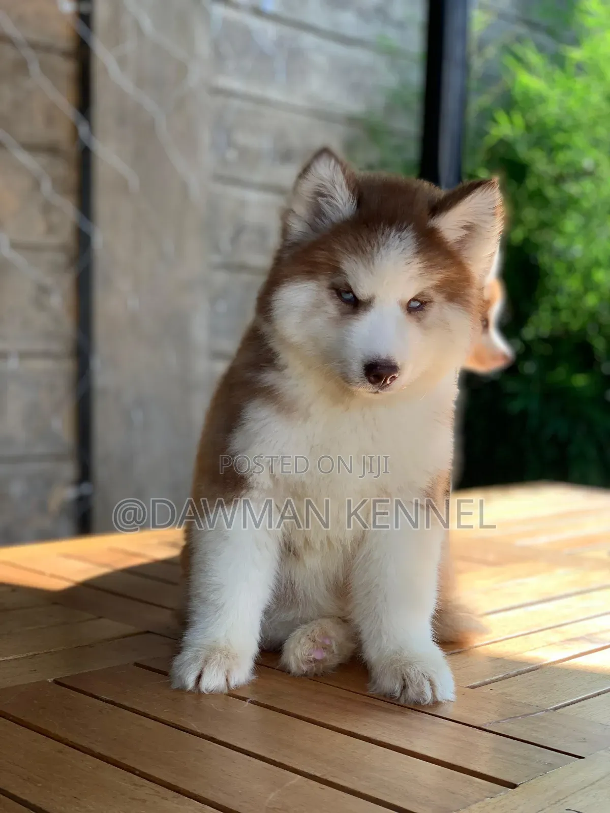 1-3 months Male Purebred Siberian Husky
