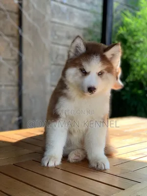 1-3 months Male Purebred Siberian Husky