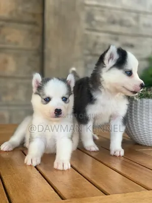 1-3 months Female Purebred Siberian Husky