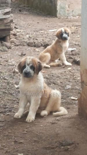 1-3 months Male Purebred Saint Bernard - thumbnail 2