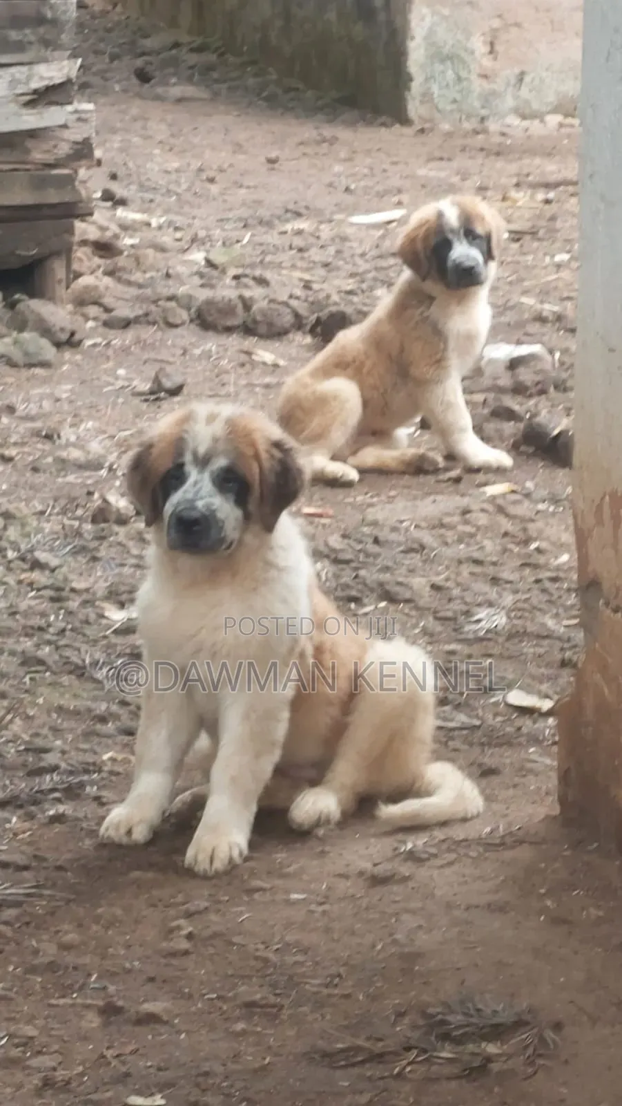 1-3 months Male Purebred Saint Bernard