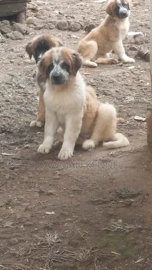 1-3 months Male Purebred Saint Bernard
