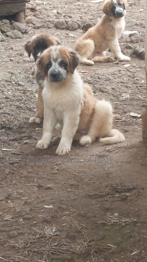 1-3 months Male Purebred Saint Bernard - thumbnail 3