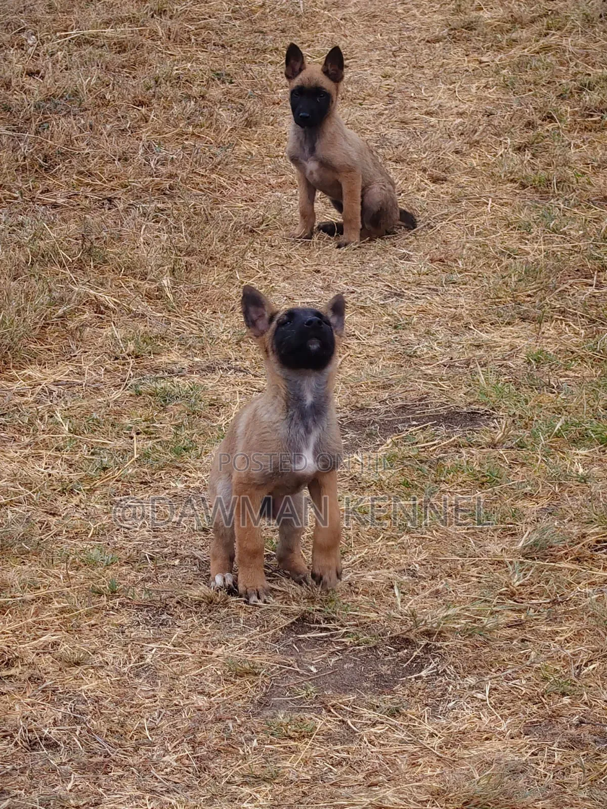 1-3 months Male Purebred Belgian Malinois