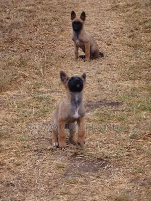 1-3 months Male Purebred Belgian Malinois