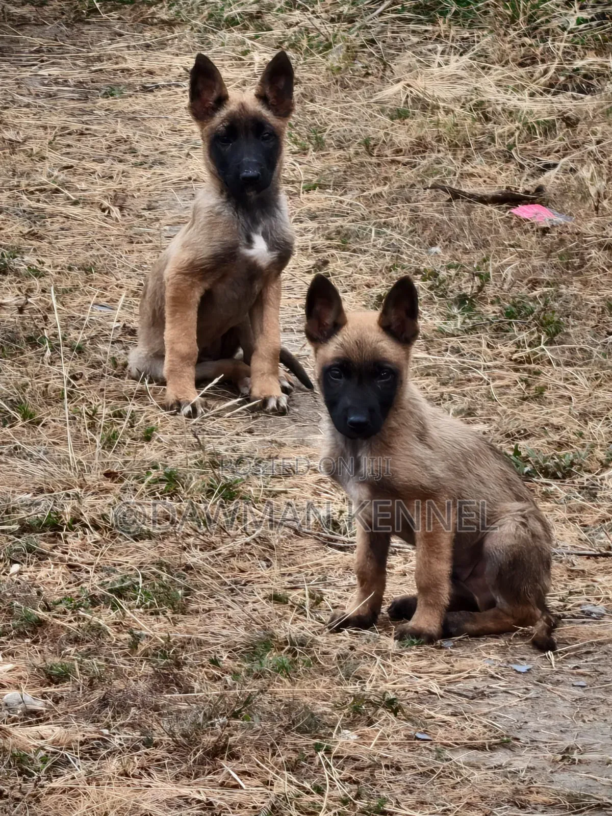 1-3 months Male Purebred Belgian Malinois