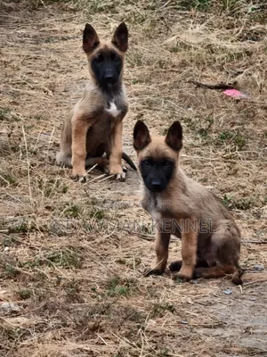 1-3 months Male Purebred Belgian Malinois