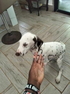 3-6 months Male Purebred Pointer - thumbnail 2