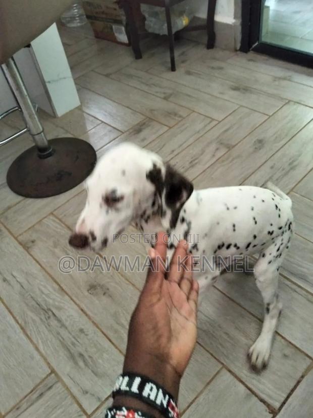3-6 months Male Purebred Pointer - main view