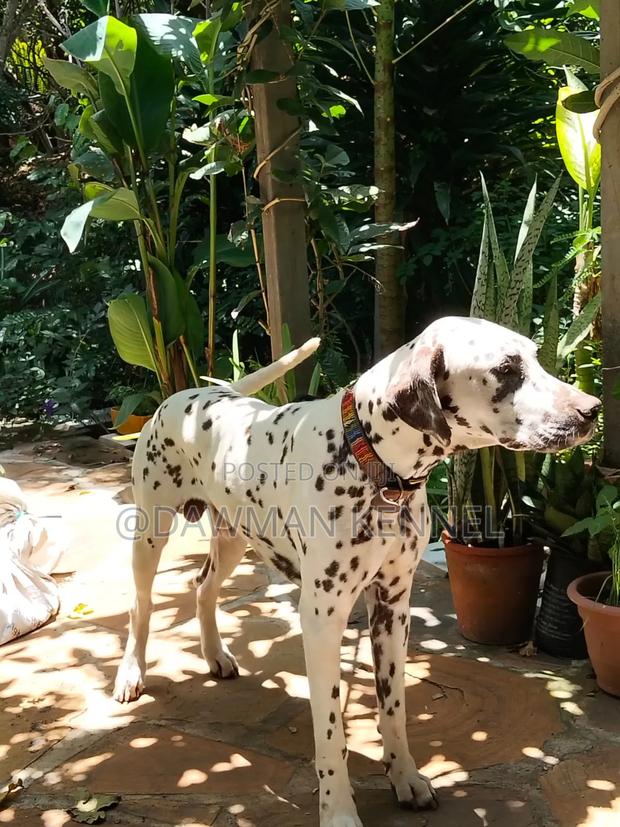 3-6 months Male Purebred Pointer - thumbnail 3