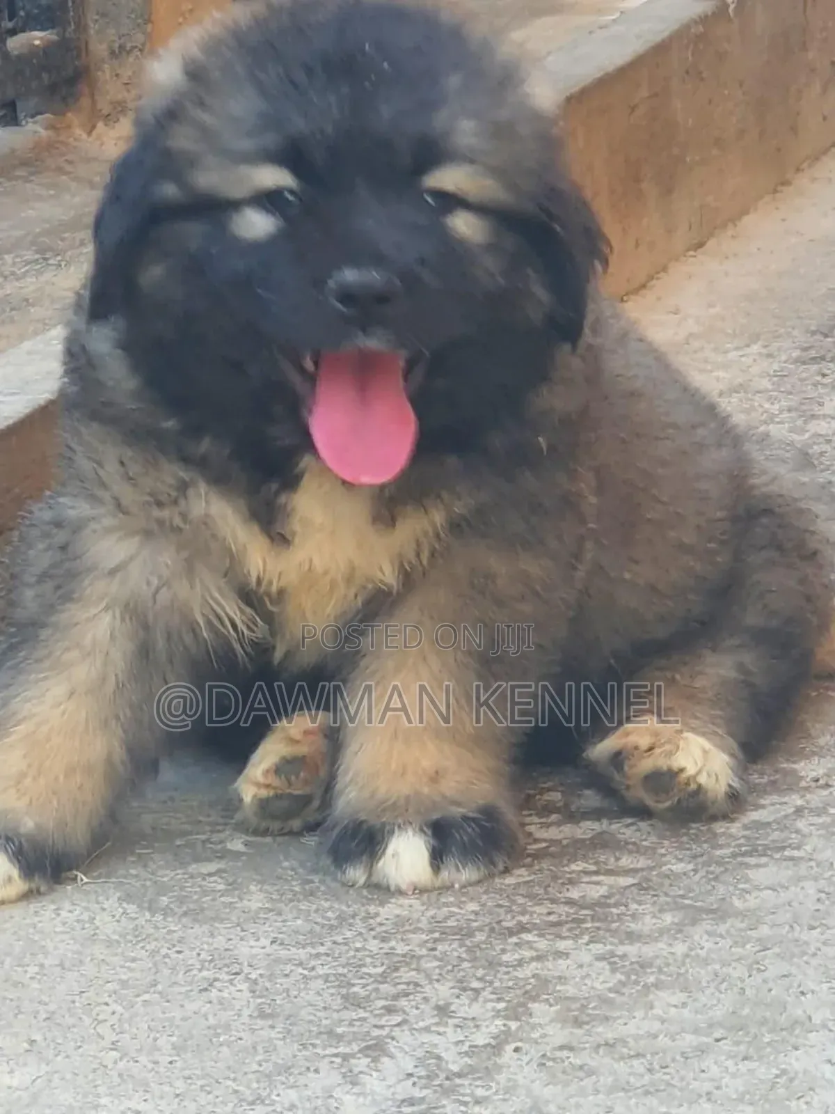 1-3 months Male Purebred Caucasian Shepherd