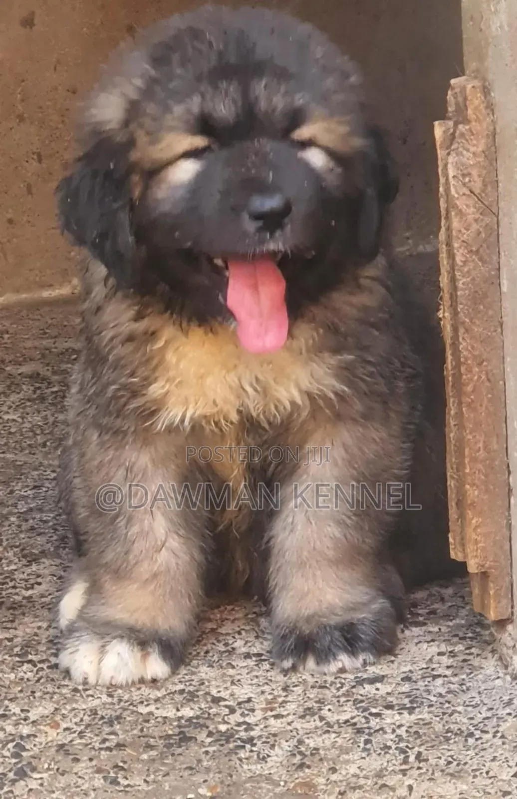 1-3 months Male Purebred Caucasian Shepherd