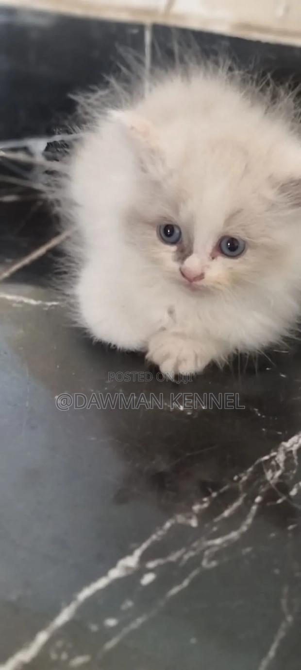 1-3 months Male Purebred Persian - main view