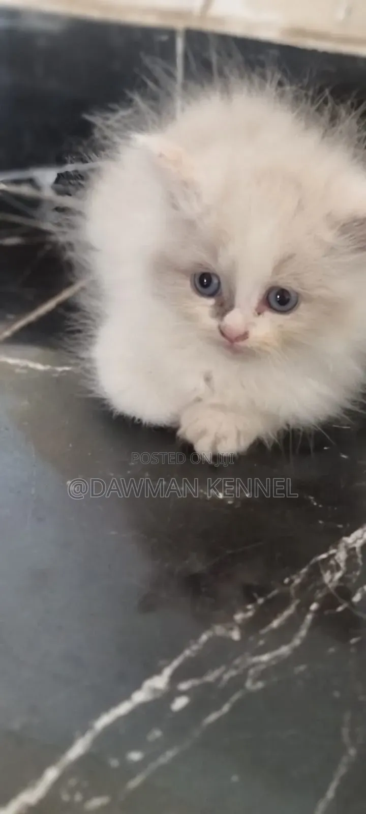 1-3 months Male Purebred Persian