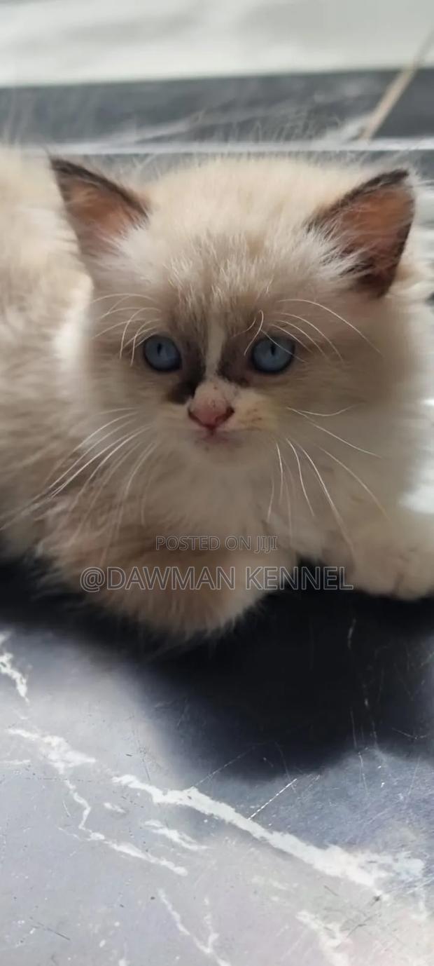 1-3 months Male Purebred Ragdoll - main view