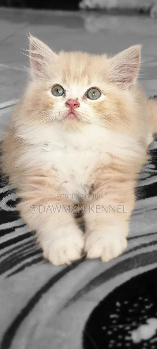 1-3 months Female Purebred Persian