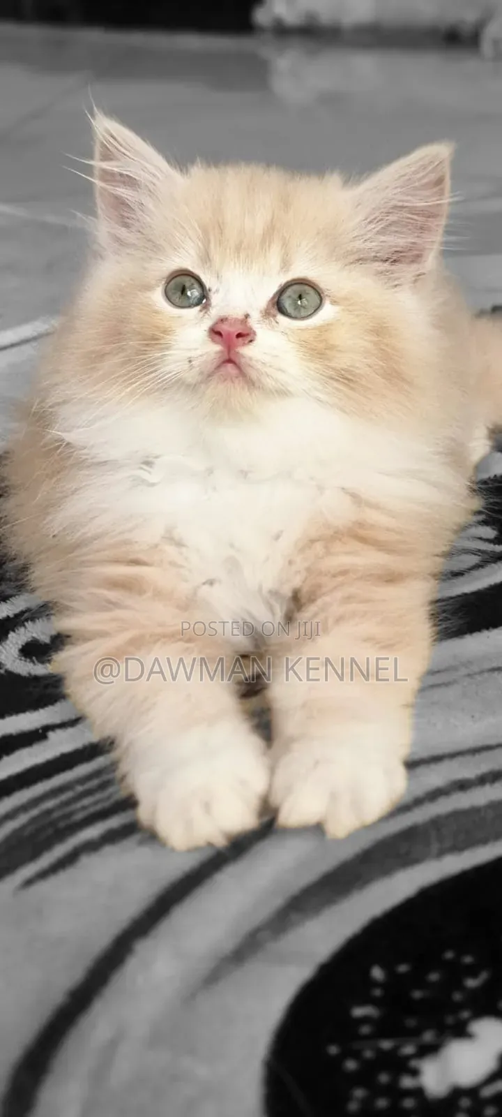 1-3 months Female Purebred Persian