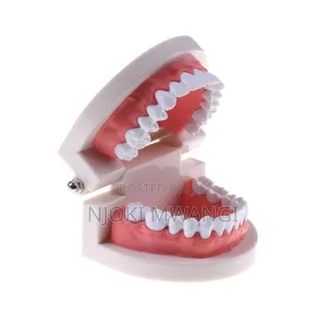 Teeth Model