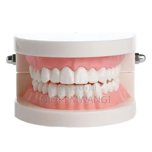 Teeth Model