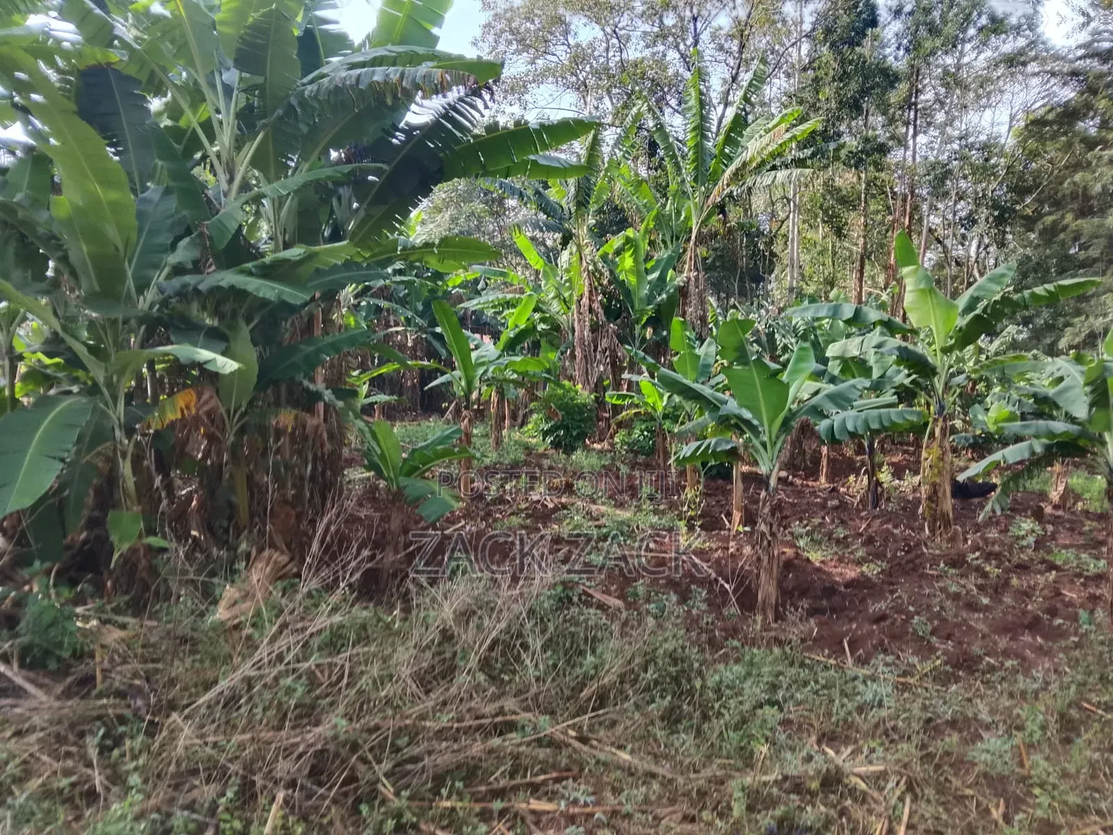 Land for Sale
