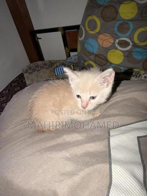 1-3 months Male Mixed Breed Tabby - main view