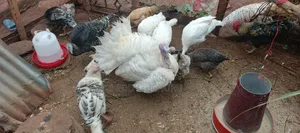Turkeys Birds