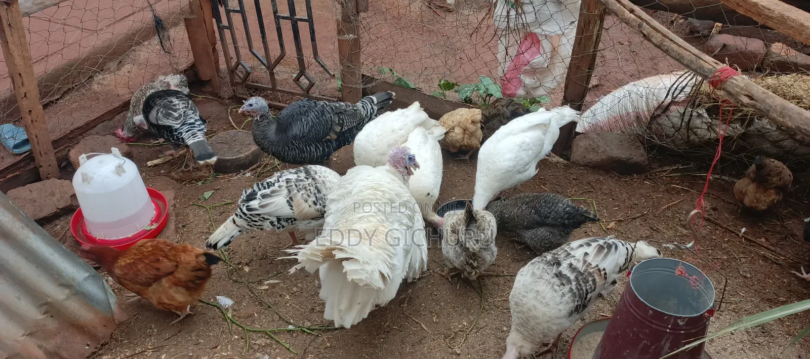 Turkeys Birds