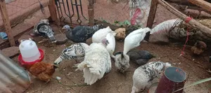 Turkeys Birds