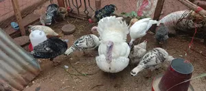 Turkeys Birds