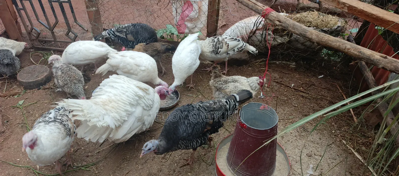 Turkeys Birds