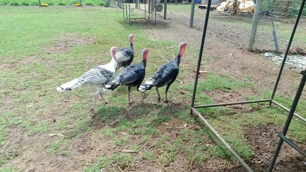 Male Turkeys for Breeding - thumbnail 6