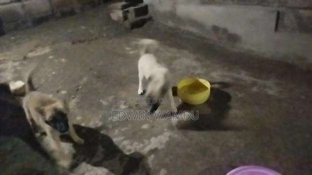 1-3 months Female Mixed Breed German Shepherd - thumbnail 3