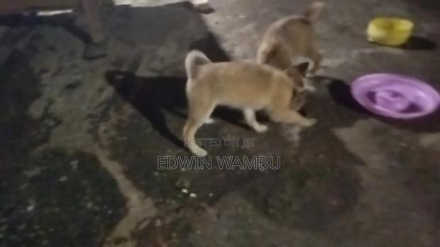 1-3 months Female Mixed Breed German Shepherd - thumbnail 4