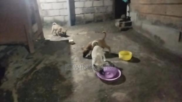 1-3 months Female Mixed Breed German Shepherd - thumbnail 5