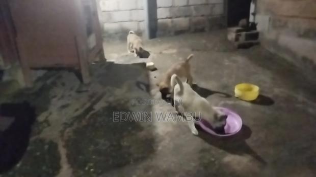 1-3 months Female Mixed Breed German Shepherd - thumbnail 6