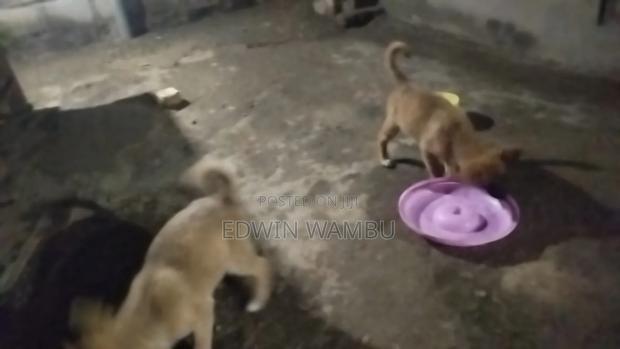 1-3 months Female Mixed Breed German Shepherd - thumbnail 7
