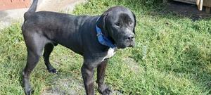 6-12 months Male Purebred Boerboel - thumbnail 2