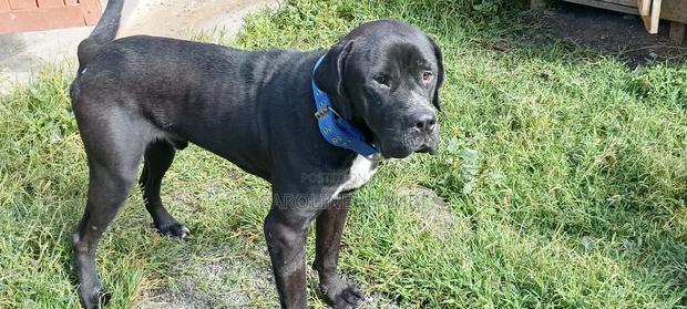 6-12 months Male Purebred Boerboel - main view
