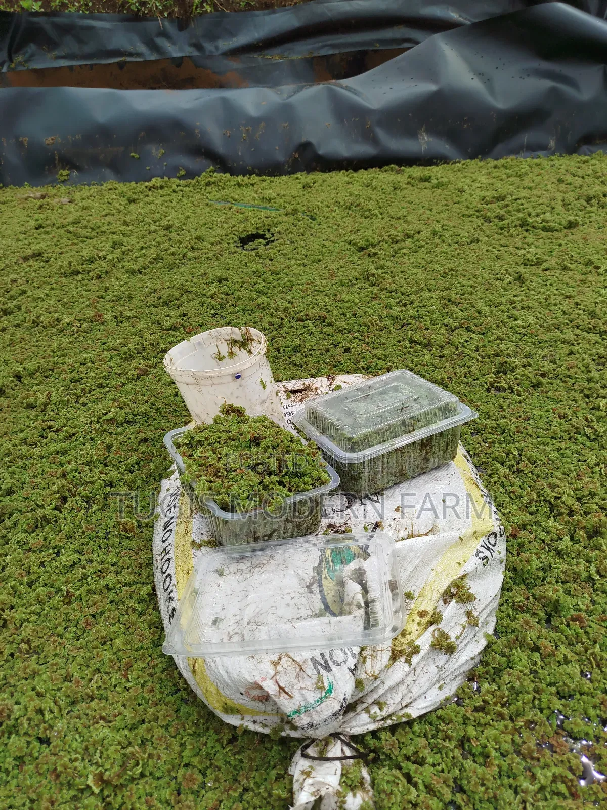 Big Leaved Azolla for Replanting - 2000ml Packet