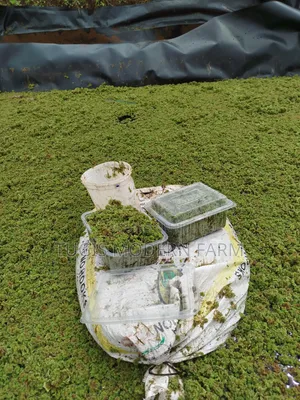 Big Leaved Azolla for Replanting - 2000ml Packet