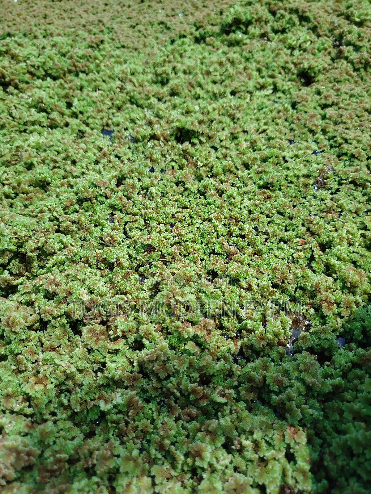 Big Leaved Azolla for Replanting - 2000ml Packet