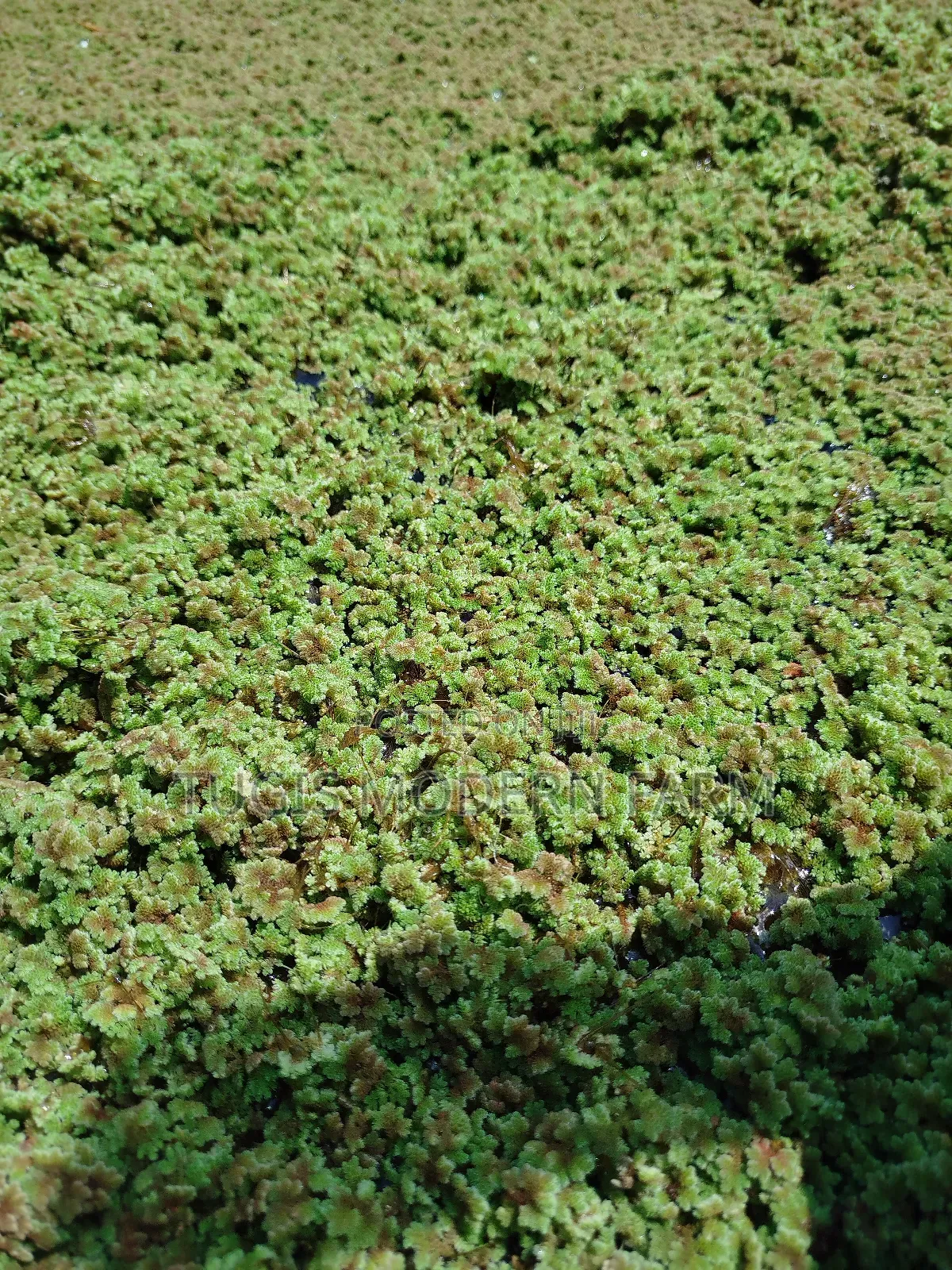 Big Leaved Azolla for Replanting - 2000ml Packet