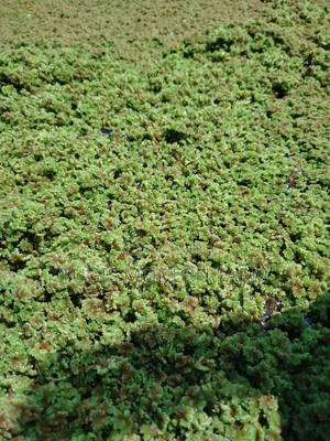Big Leaved Azolla for Replanting - 2000ml Packet