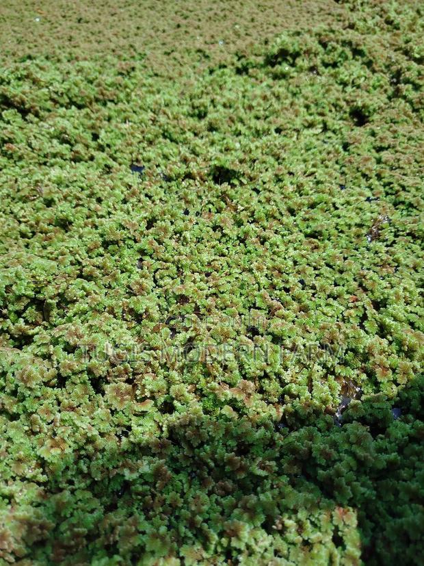 Big Leaved Azolla for Replanting - 2000ml Packet - thumbnail 5