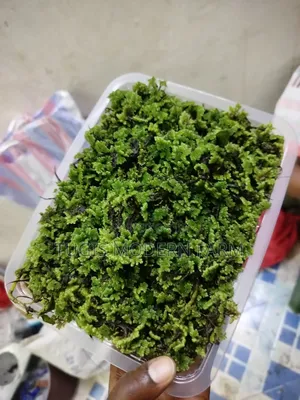 Big Leaved Azolla for Replanting - 2000ml Packet
